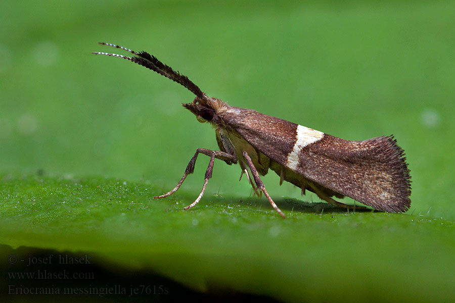 Zápředníček luční Kruidkersmot Kakukktorma-moly Eidophasia messingiella