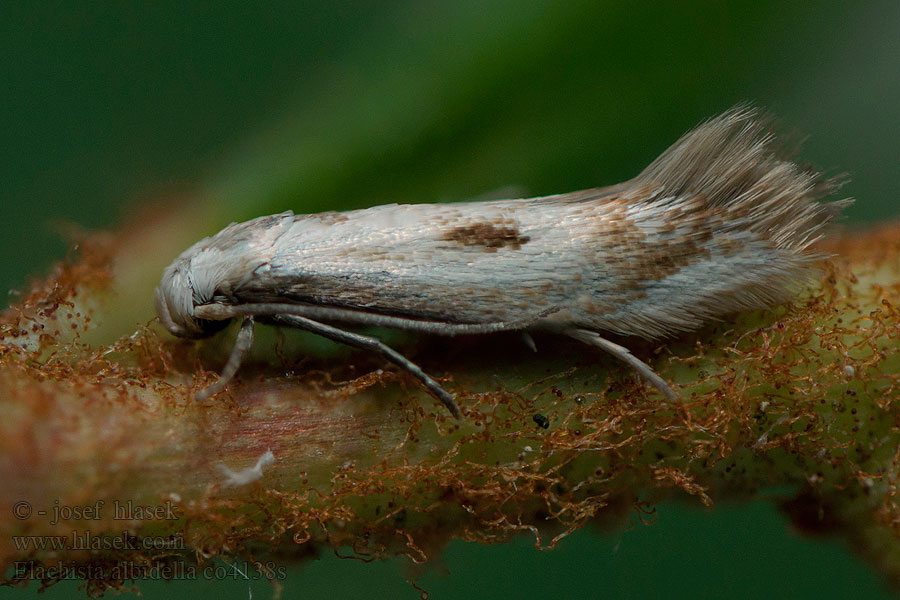Elachista albidella Trávovček páperníkový