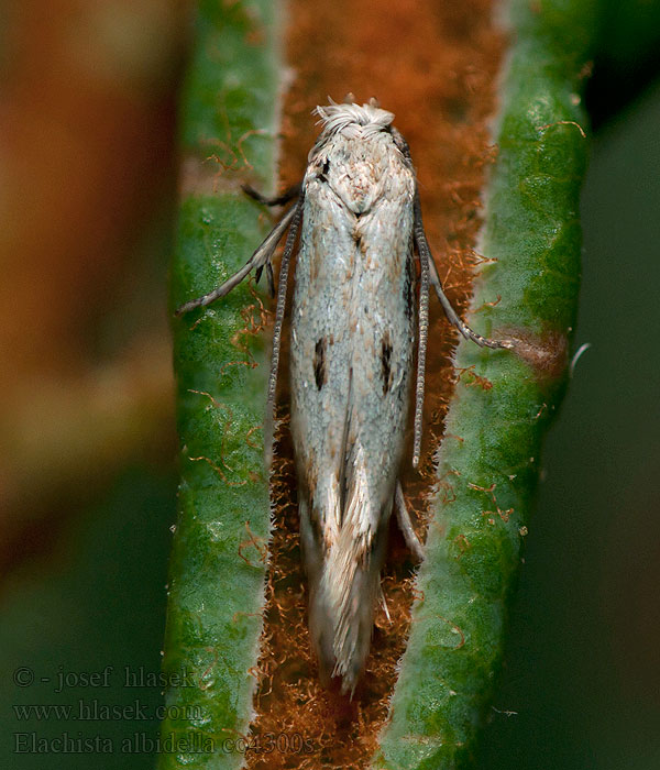 Trávovček páperníkový Elachista albidella