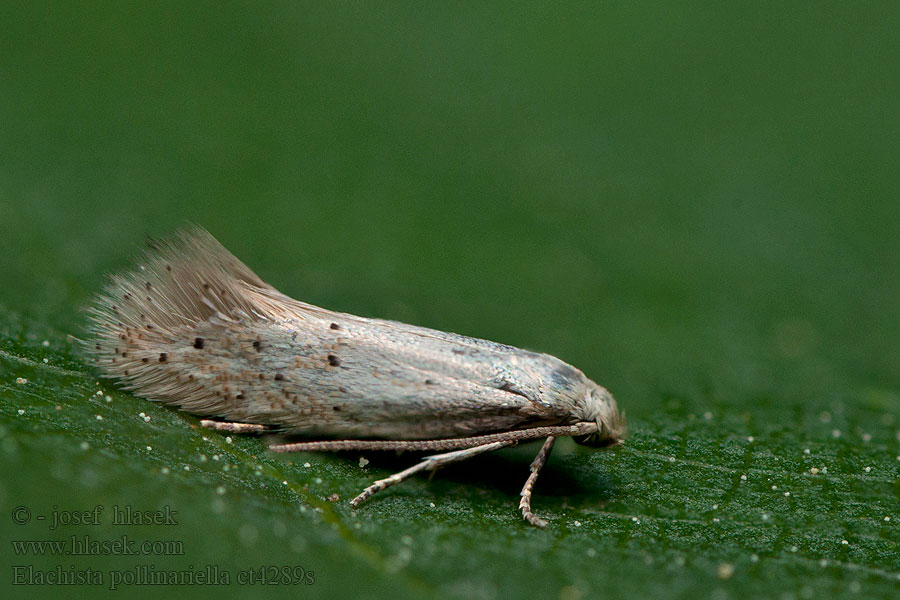 Trávovček lipnicový Злаковая моль мучная Elachista pollinariella