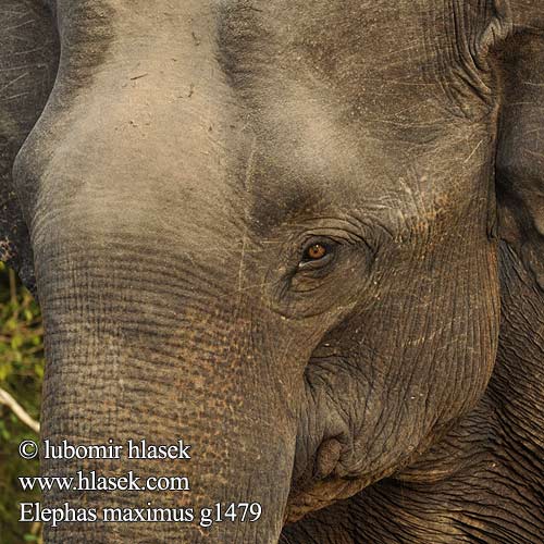 Elephas maximus g1479