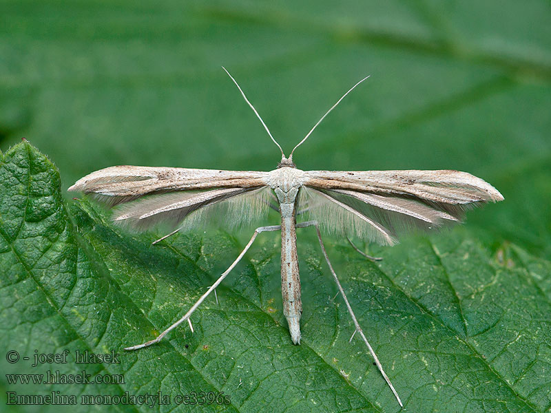Emmelina monodactyla Pernatuška svlačcová Morning-glory Plume Moth