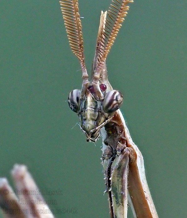 Empusa fasciata Kudlanka jižní Modliszka rogata