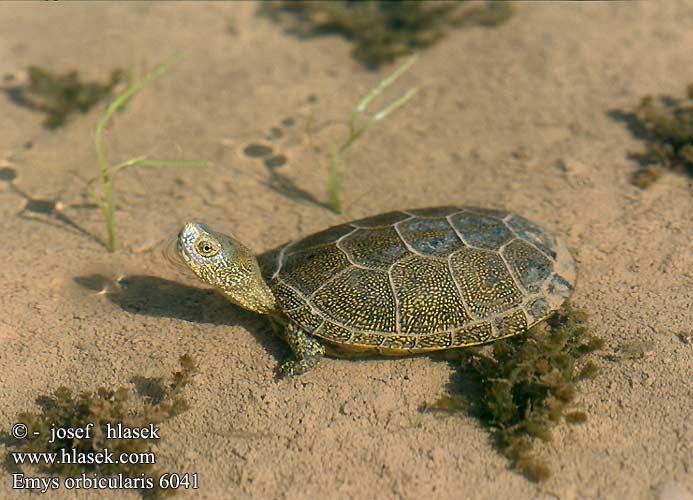Europäische Sumpfschildkröte European Pond Turtle Galápago europeo Testuggine d'acqua