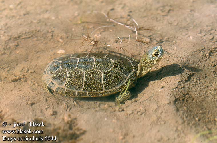 Европейская болотная черепаха Emys orbicularis
