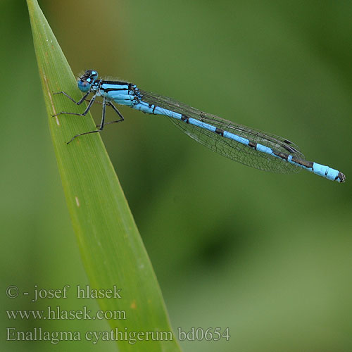 Agrion porte-coupe Watersnuffel Agrion coppiere Becher-Azurjungfer Nimfa stawowa