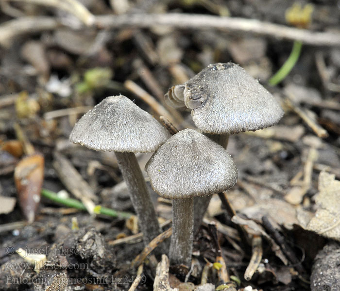Entoloma araneosum Dzwonkówka srebrzystowłóknista