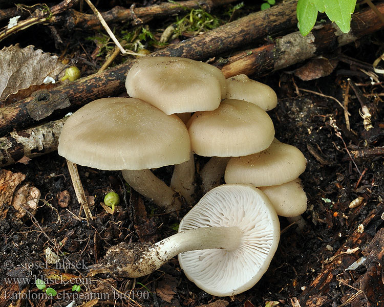 Entoloma clypeatum Shield Pinkgill mushroom