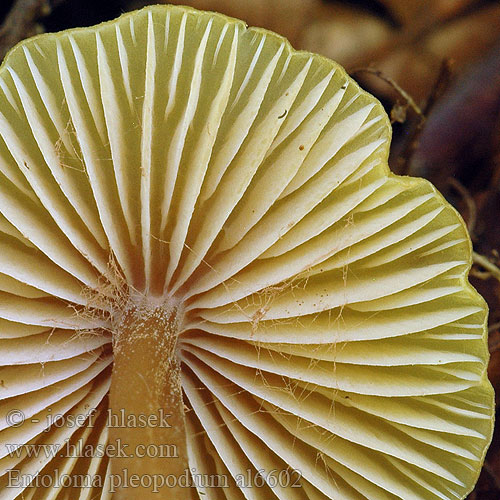 Entoloma pleopodium al6602