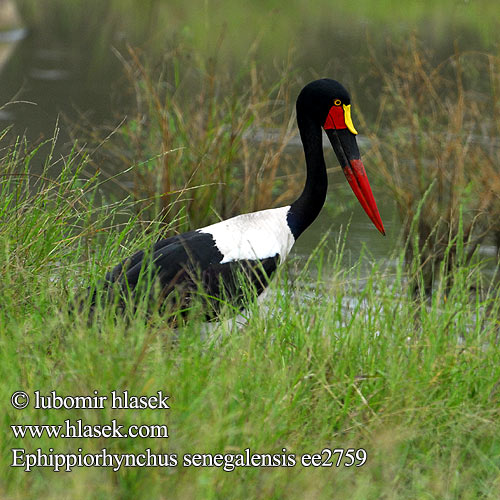 Ephippiorhynchus senegalensis ee2759