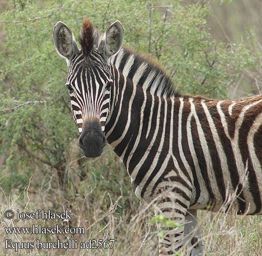 Burchells zebra Almindelig Burchellin seeproja Aroseepra