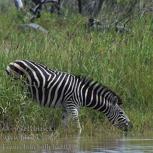 Zebra stepní Cebra común Burchell quagga Stäppsebra