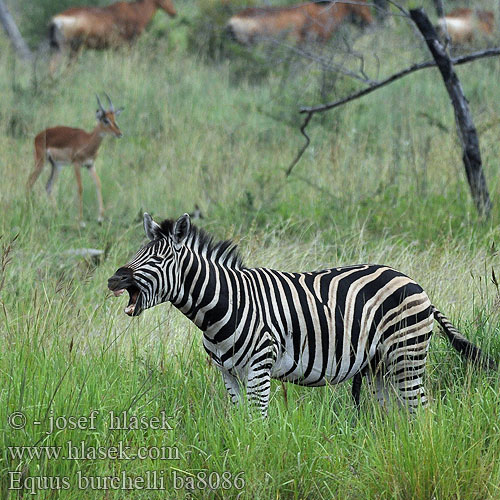 Равнинная зебра Обична зебра