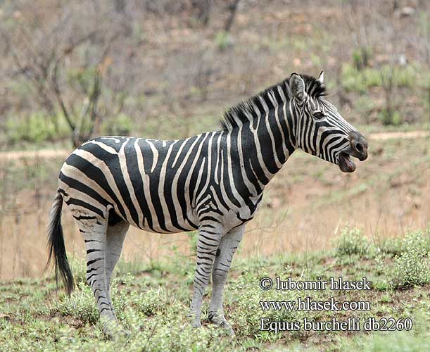 Zebra Burchell Alföldi zebra Steppenzebra Pferdezebra Zebra