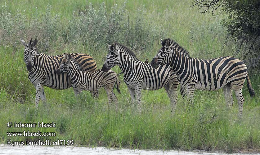 Обична зебра Bayağı zebra 平原斑馬 シマウマ