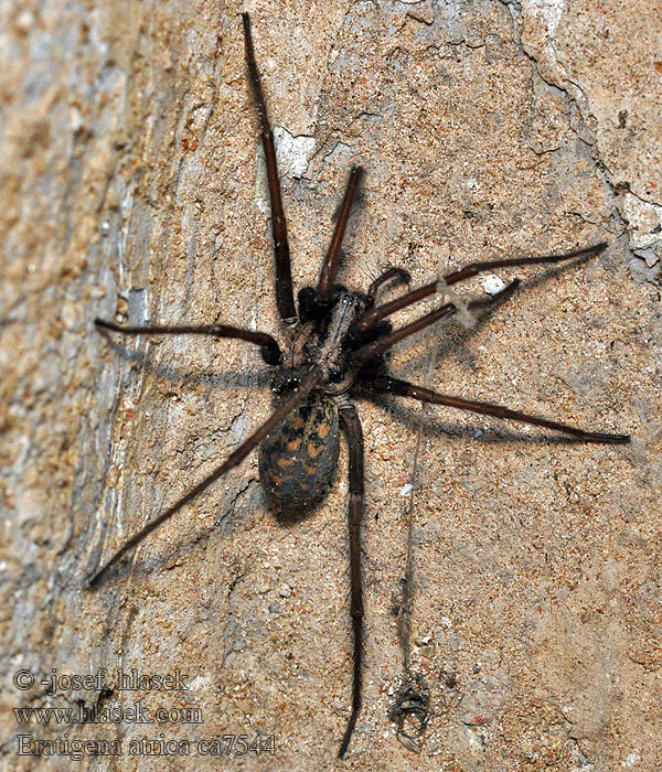 Eratigena atrica Gewone huisspin Giant house spider Nagy zugpók