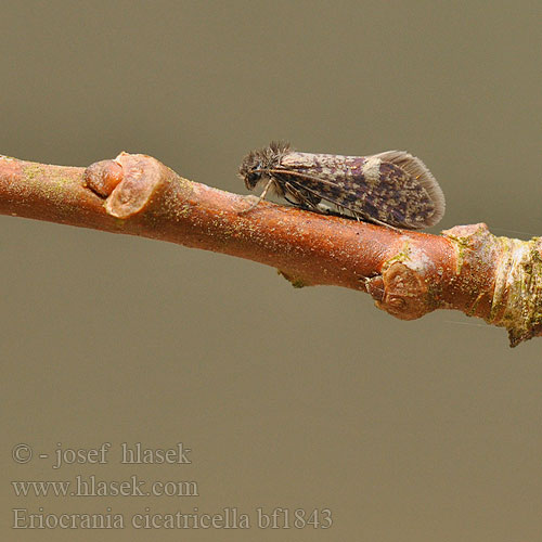 Eriocrania cicatricella Drobnokřídlík březový Mažoji eriokranija