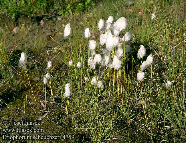 Eriophorum scheuchzeri Scheuchzers Wollgras Scheuchzer's Cottongrass