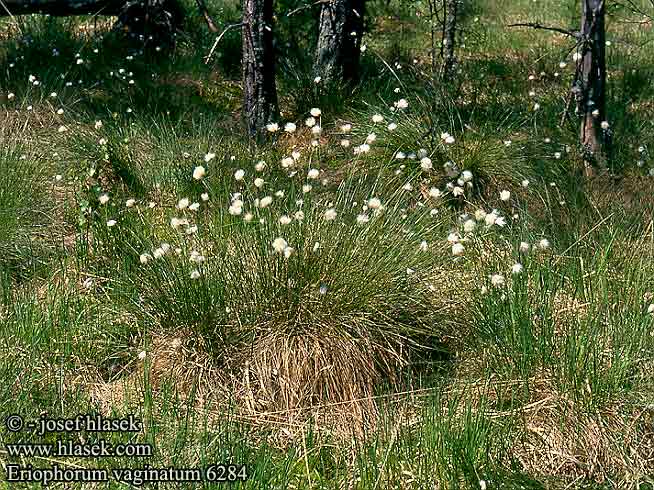 Eriophorum vaginatum Harestail Cotton-grass Tue-Karuld Tupasvilla