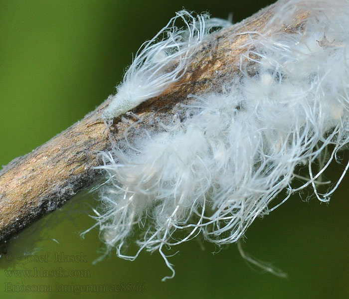 Bawełnica korówka Eriosoma lanigerum
