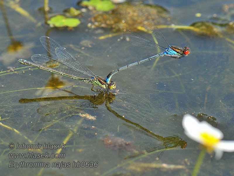 Vandnymfe Agrion yeux rouges Erythromma najas