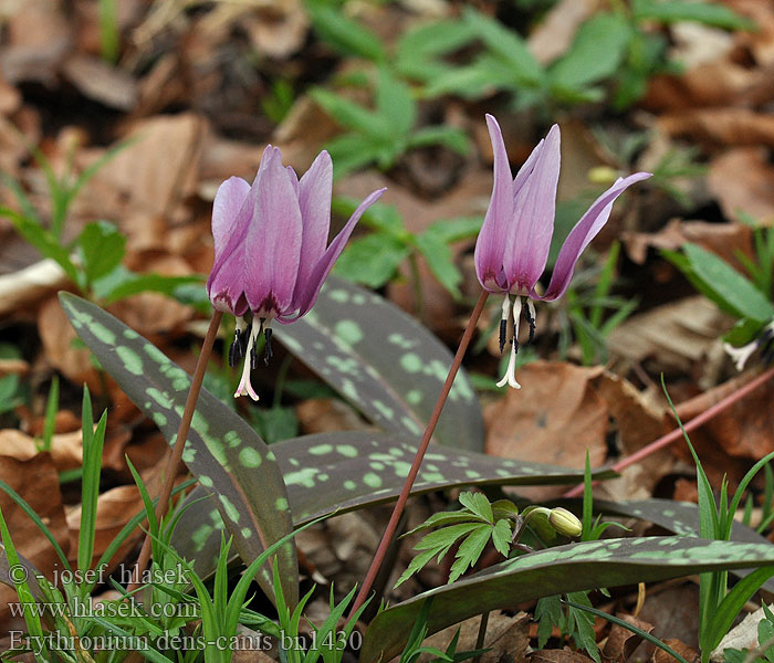 Erythronium dens-canis Psiząb liliowy