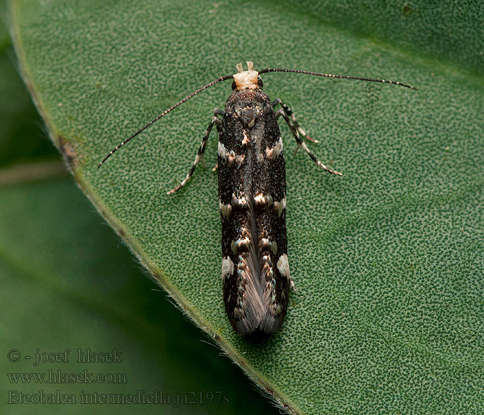 Eteobalea intermediella Root-Boring Moth