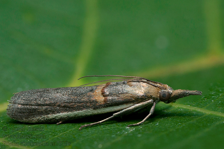 Etiella zinckenella Gold-banded Etiella Moth