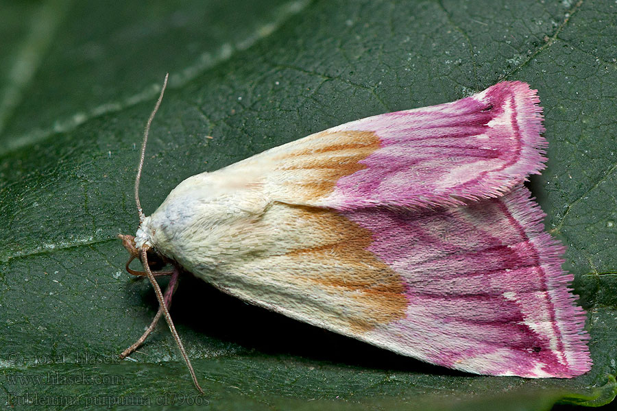 Purpur-Zwergeulchen Eublemma purpurina