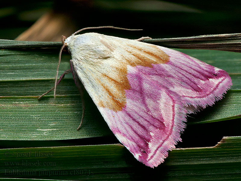 Morička purpurová Eublemma purpurina