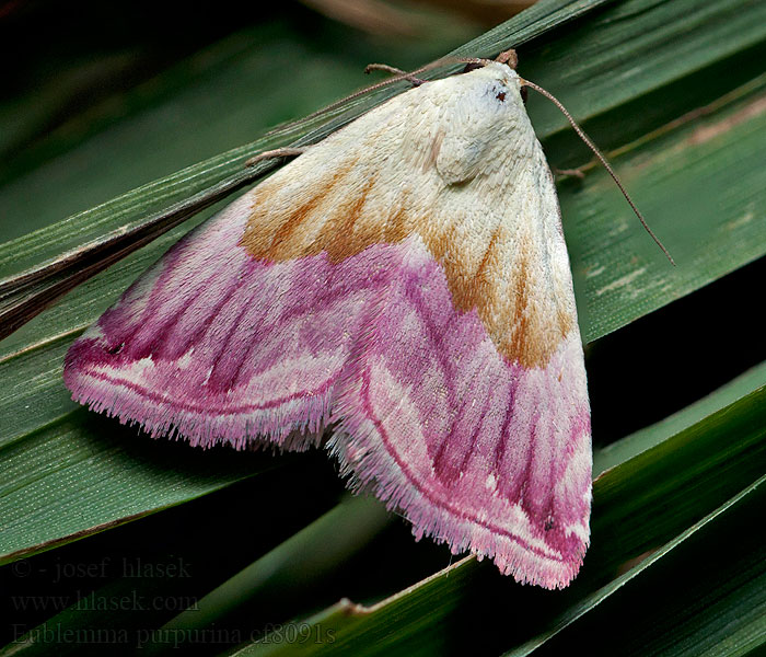 Noctuelle purpurine Eublemma purpurina