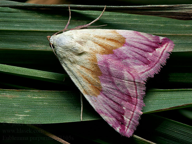 Ленточница пурпурная Eublemma purpurina