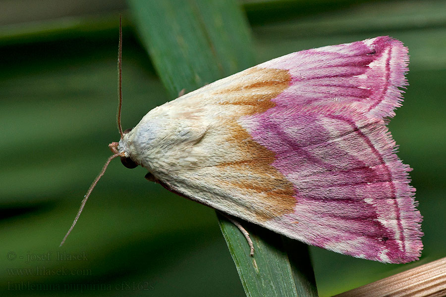 Bíborbagoly Eublemma purpurina