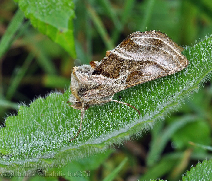 Eisenhut-Höckereule Euchalcia variabilis