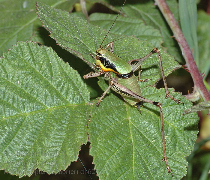 Eupholidoptera chabrieri Grüne Strauchschrecke