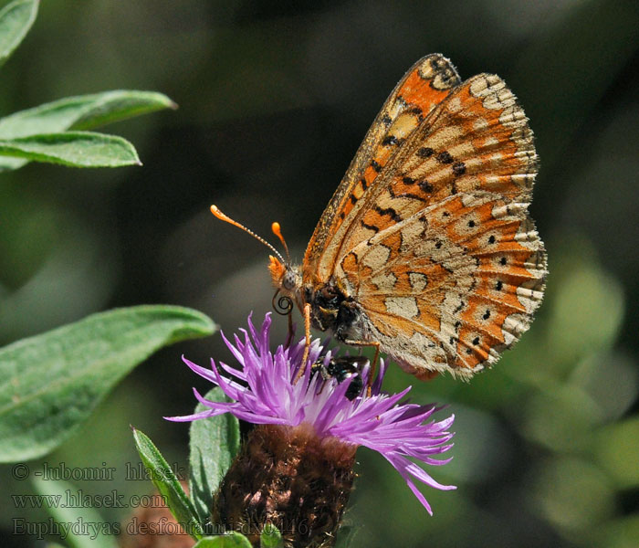 Spanischer Scheckenfalter Damier knauties Euphydryas desfontainii