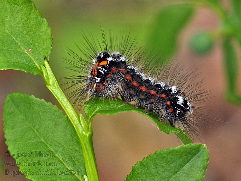 Bekyně pižmová Euproctis similis