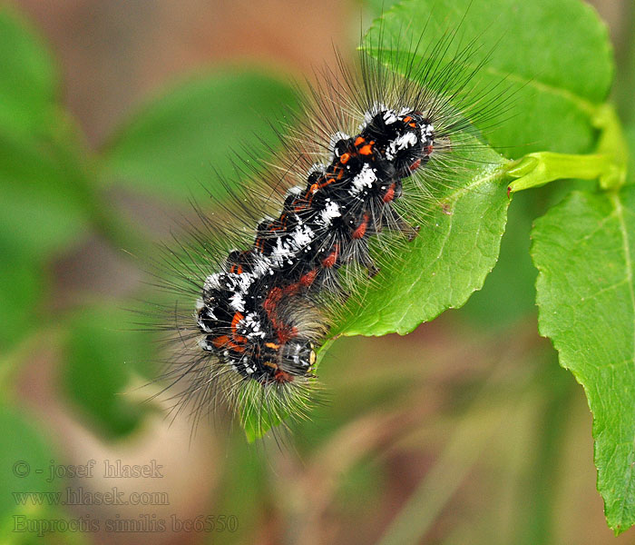 Mníška pižmová Euproctis similis