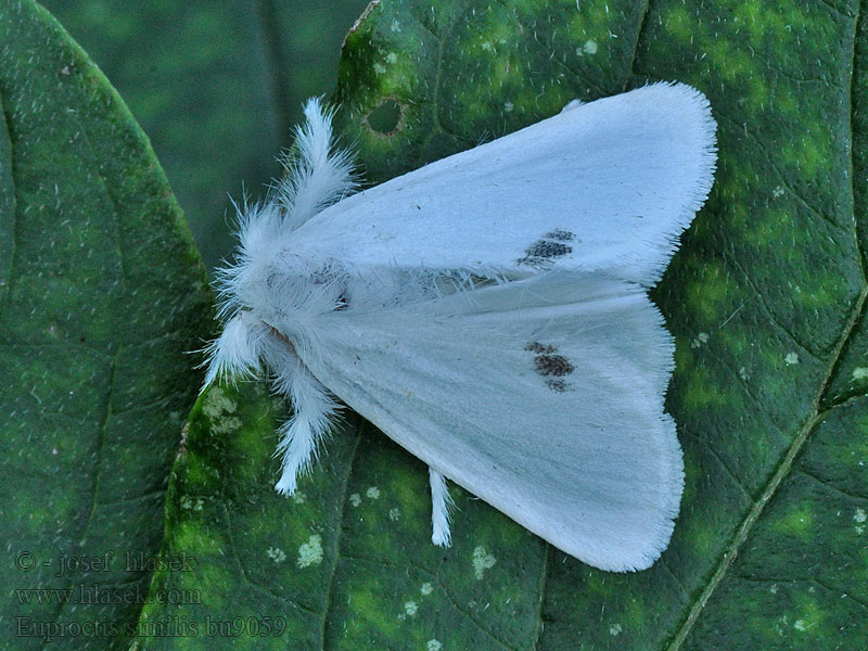Schwan Schmetterling Nachtfalter Euproctis similis