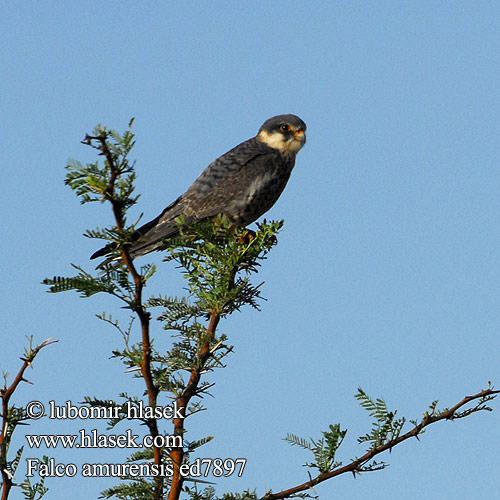 Falco amurensis ed7897
