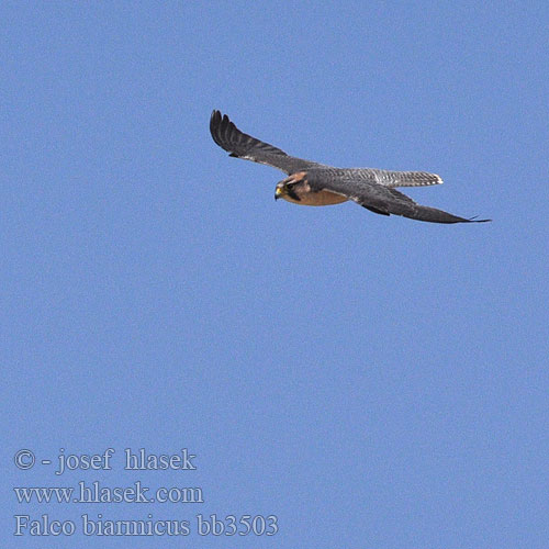 Lanner Falcon Lannerfalk Keltapäähaukka
