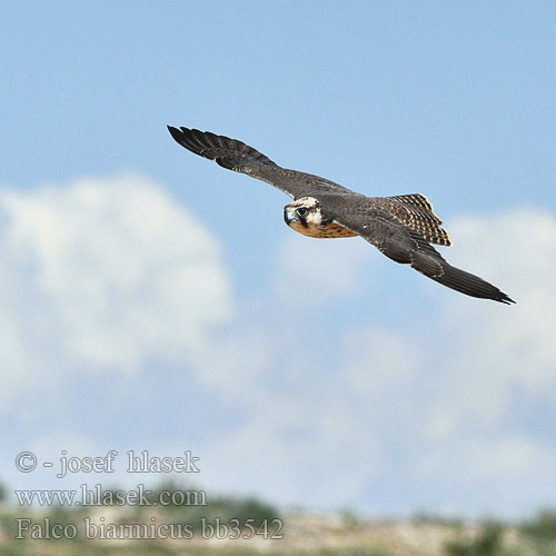 Falco biarmicus bb3542