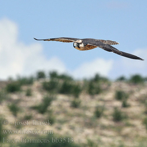 Falco biarmicus bb3543