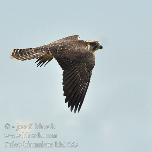Falco biarmicus bb3633