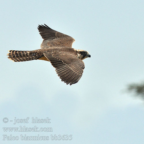Falco biarmicus bb3635