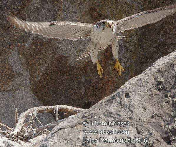 Falco biarmicus Lannerfalke Raróg górski