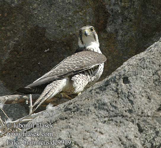 Falco biarmicus Raroh jižní Halcón Borní