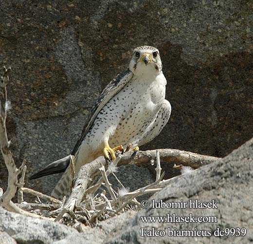 Falco biarmicus dc9939