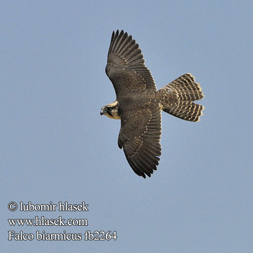 Falco biarmicus fb2264