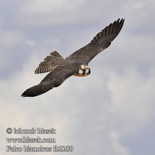 Falco biarmicus fb2280